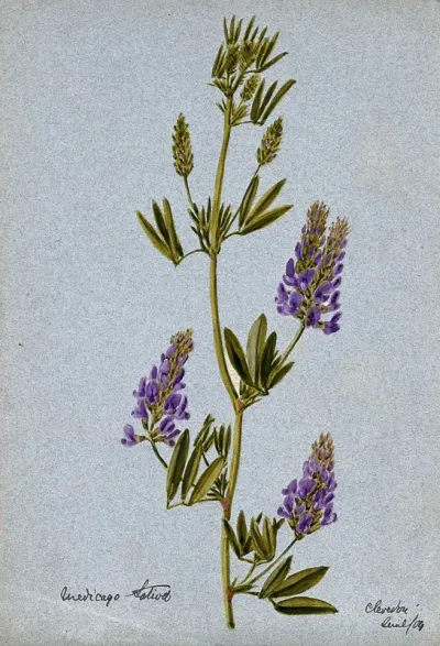 Lucerne or alfalfa plant (Medicago sativa): flowering stem