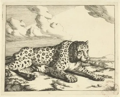 Luipaard liggend naar rechts, de poten naar de aanschouwer