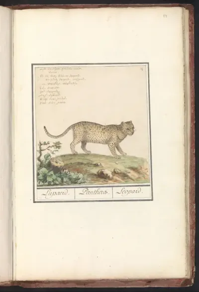 Luipaard (Panthera pardus)