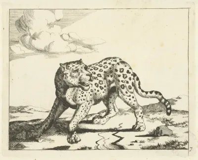 Luipaard, staand naar links, de kop naar rechts
