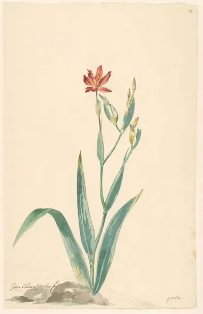 Luipaardbloem in een landschap