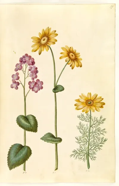 Lunaria annua (judaspenge); Doronicum pardalianches (hjertebladet gemserod); Adonis vernalis (vår-adonis)