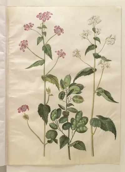 Lunaria annua (judaspenge)