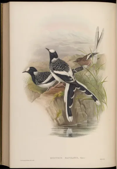 Lunated Forktail