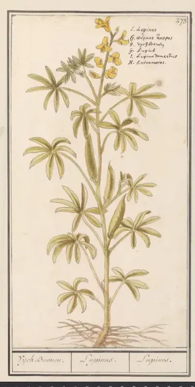 Lupine (Lupinus)