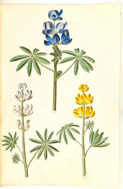 Lupinus pilosus (blå lupin); Lupinus albus (hvid lupin); Lupinus luteus (gul lupin)