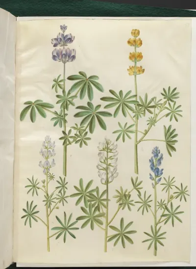 Lupinus pilosus (blå lupin); Lupinus luteus (gul lupin); Lupinus angustifolius (smalbladet lupin); Lupinus albus (hvid lupin)