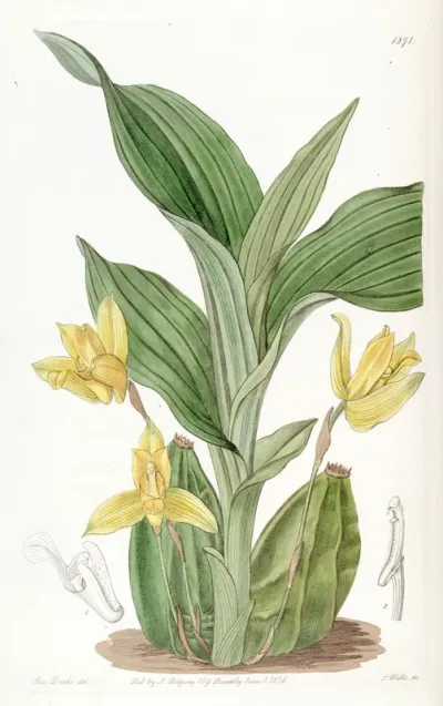 Lycaste Aromatica (as syn. Maxillaria Aromatica)