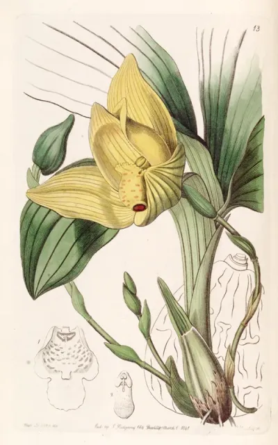 Lycaste cruenta