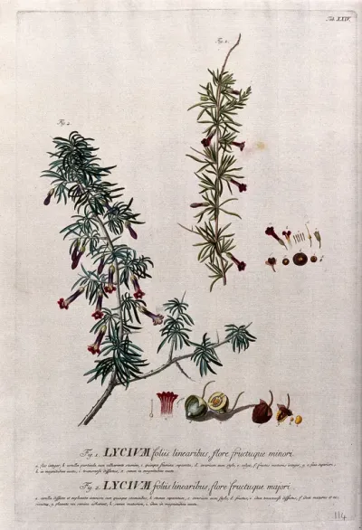 Lycium sp.: two flowering stems of different species of Lycium with their floral segments, fruit and seed