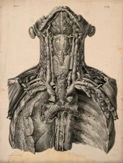 Lymphatic vessels and glands of the human neck and thorax