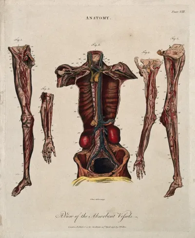 Lymphatics: five figures showing the lymphatic vessels of a dissected torso, arms and legs