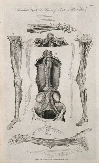Lymphatics: six figures showing the lymphatic vessels of the arm, leg neck and torso