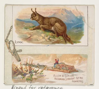 Lynx, from Quadrupeds series (N41) for Allen & Ginter Cigarettes