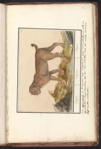 Lynx (Lynx lynx)