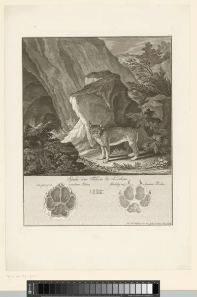 Lynx met spoor