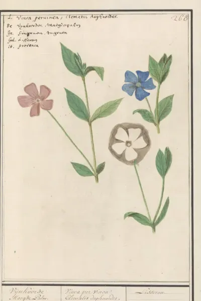Maagdenpalm (Vinca)