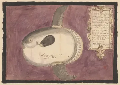 Maanvis (Mola mola)