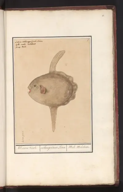 Maanvis (Mola Mola)