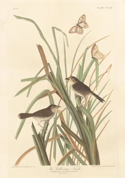 MacGillivray's Finch