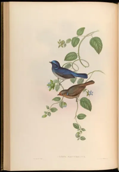 MacGregor's Niltava