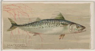 Mackerel, from the series Fishers and Fish (N74) for Duke brand cigarettes