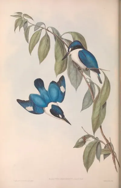MacLeay’s Halcyon