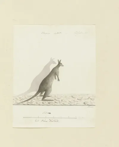 Macropus sp. (Kangoeroe)