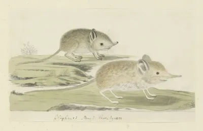 Macroscelides proboscideus (Round-eared elephant shrew)