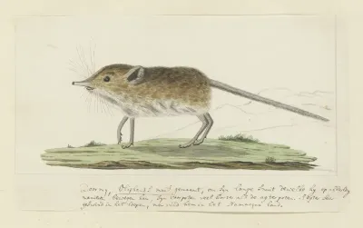 Macroscelides proboscideus (Slurfspitsmuis)