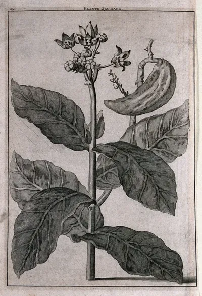 Madar plant (Calotropis gigantea (L.) R.Br.): flowering and fruiting stem