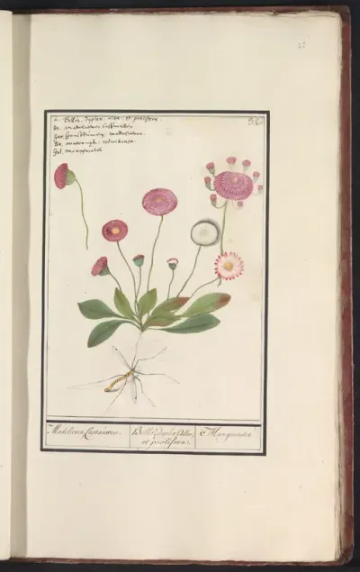 Madelief (Bellis perennis)