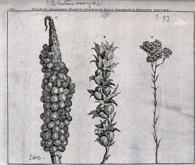 Madroen plant (?Arbutus menziesii), unknown plant and wild spanish wheat: fruiting heads