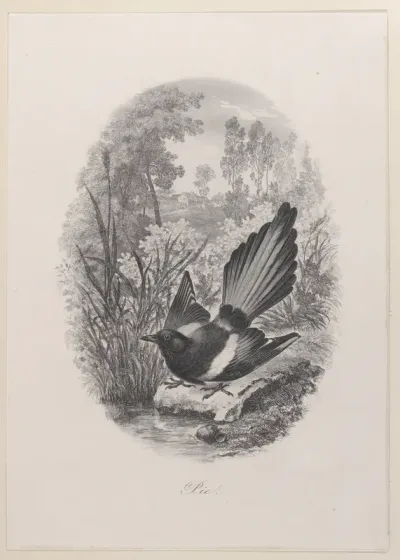 Magpie