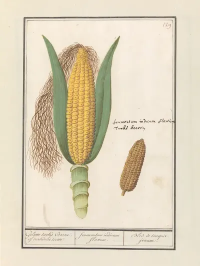 Mais (Zea mays)