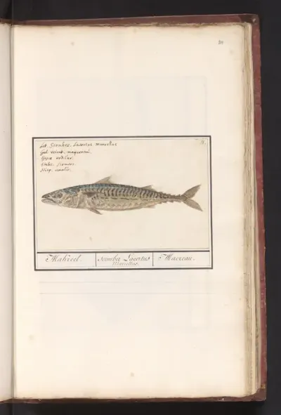 Makreel (Scomber scombrus)