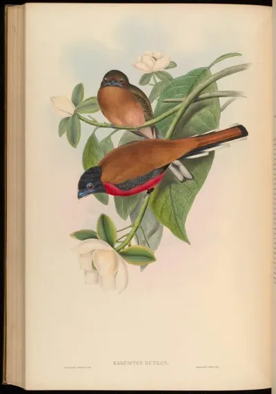Malacca Trogon