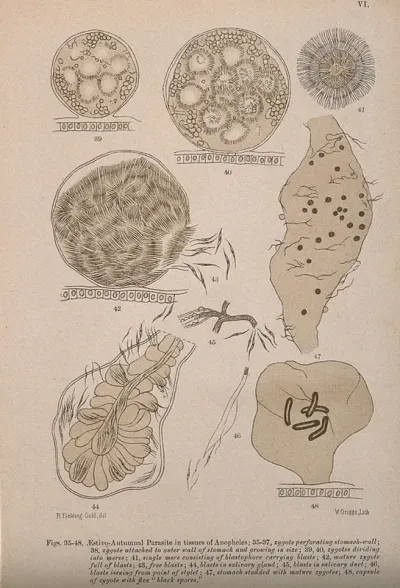 Malaria parasites in the tissues of anopheles mosquitoes, as seen through a microscope