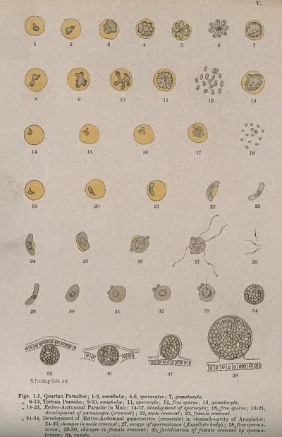 Malaria parasites seen through a microscope