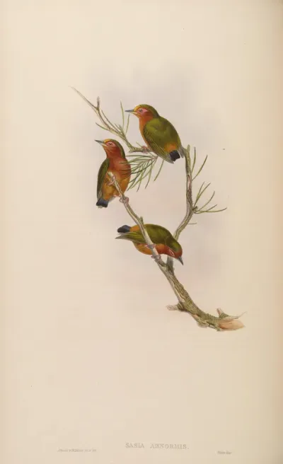 Malayan Piculet