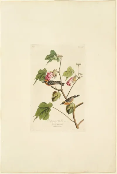 Male Bay Breasted Warbler