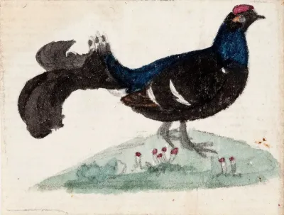 Male Black Grouse