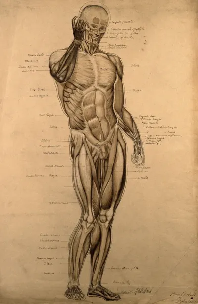 Male écorché, front view, with right hand raised to its face
