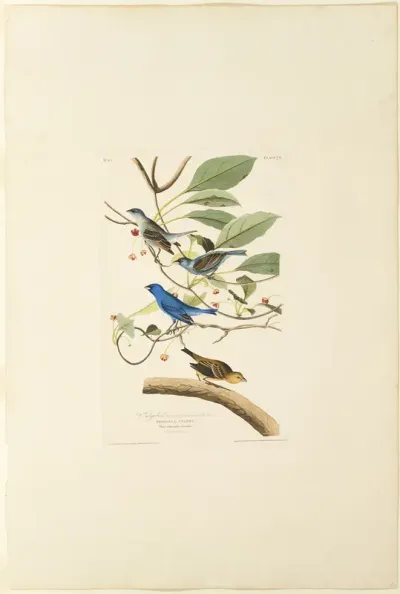 Male Indigo Bird