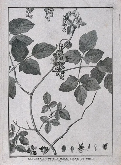 Male liane of Chilli (Lardizabala biternata Ruíz & Pavón): flowering stem and floral segments