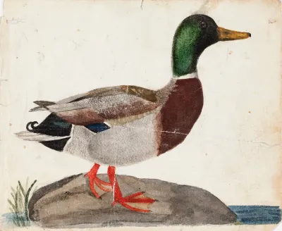 Male Mallard