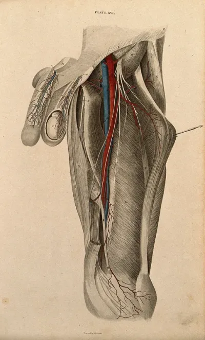 Male pelvis, genitals and thigh: dissection, with blood vessels and nerves indicated in red and blue