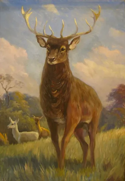 Male red deer at the edge of a forest.