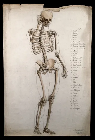 Male skeleton, front view, with right hand raised to its face