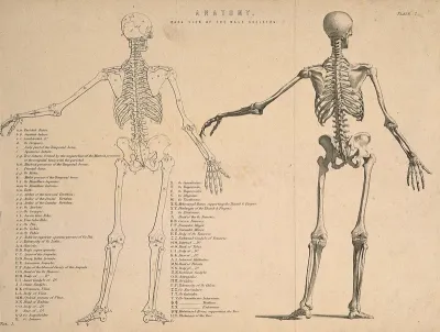 Male skeleton seen from behind, with left arm extended: two figures (one an outline drawing)